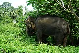 Walking through the jungle with elephants
