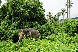 Walking through the jungle with elephants