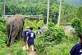 Walking through the jungle with elephants