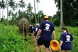 Walking through the jungle with elephants