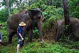 Walking through the jungle with elephants