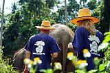 Walking through the jungle with elephants