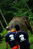 Walking through the jungle with elephants