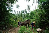 Walking through the jungle with elephants