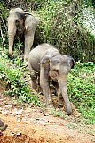 Walking through the jungle with elephants